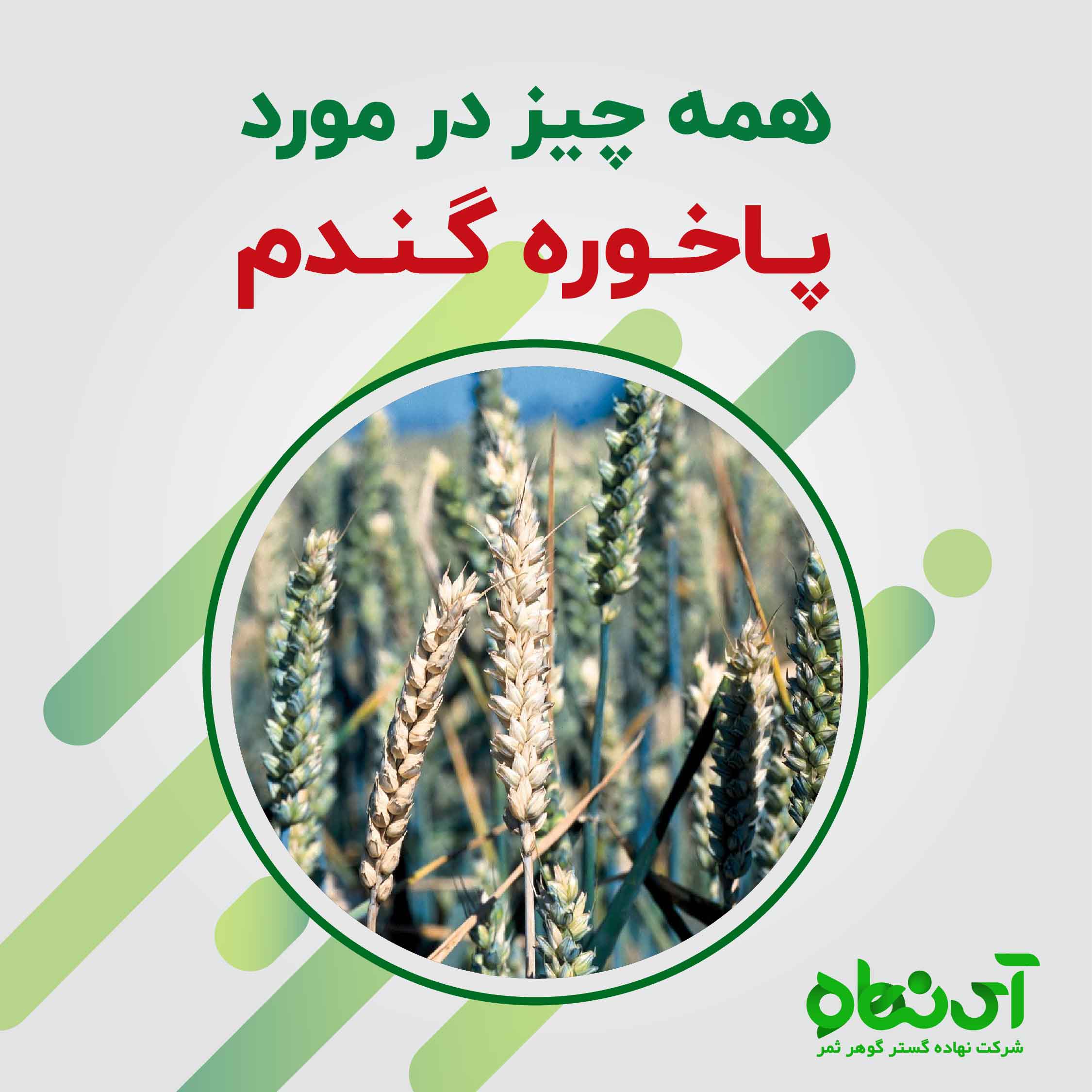 همه چیز در مورد پاخوره گندم